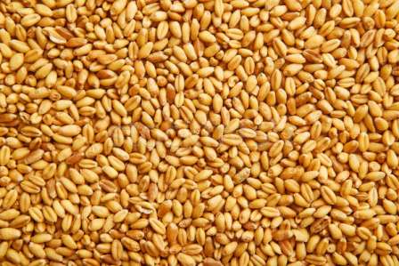 Wheat